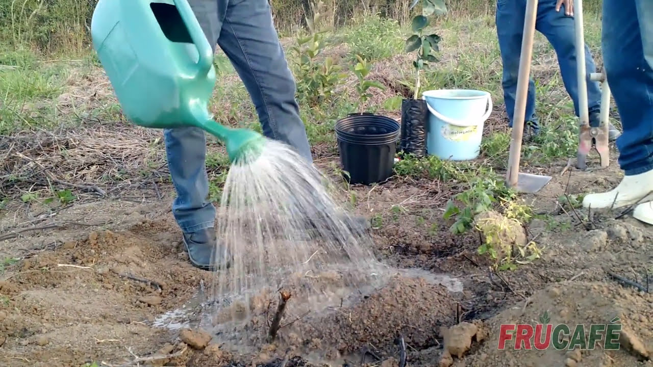 Como Fazer Cova (berço) e Adubar para o Plantio de Frutíferas?
