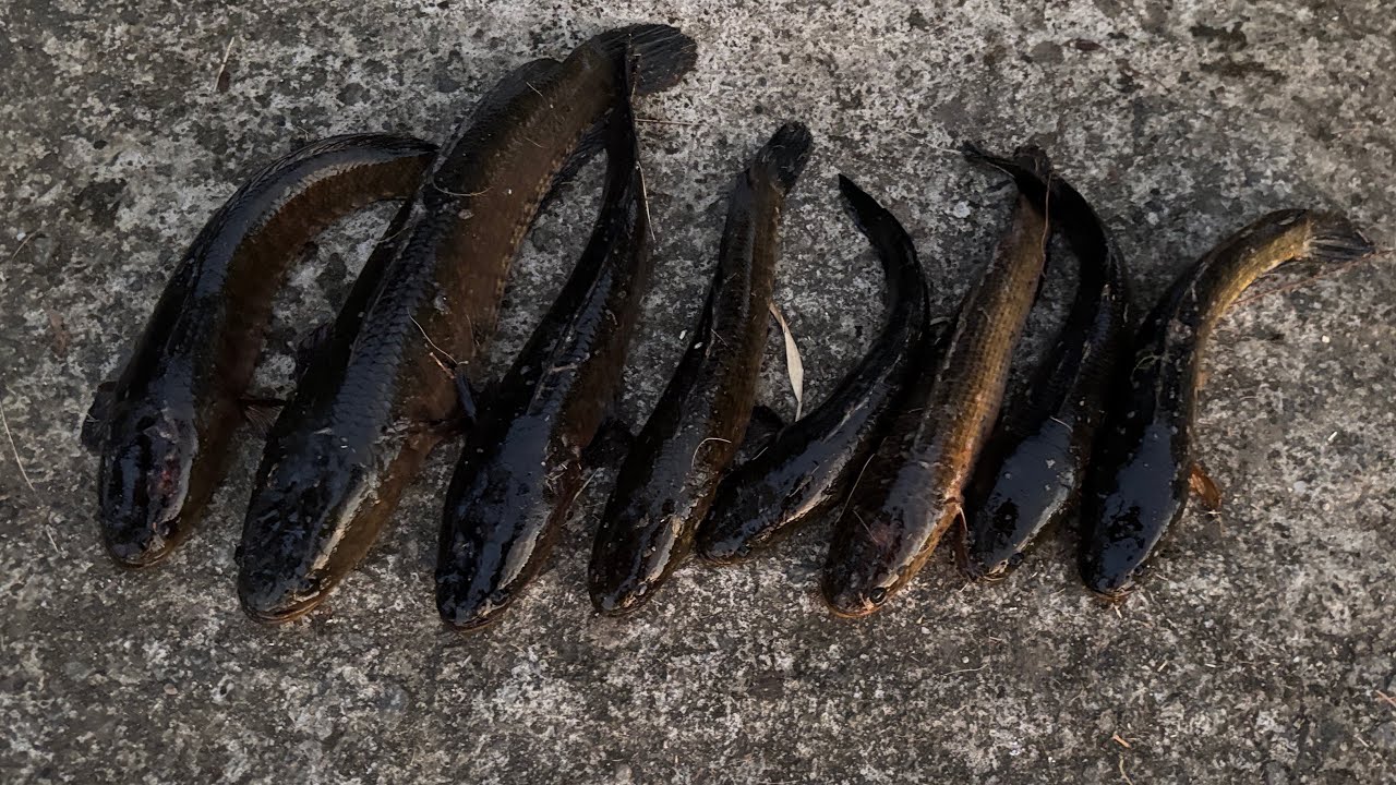 ഈ കണ്ടത്തിൽ ഇത്രയും മീനോ....😱#fishing #safanafishing #fish #minivlog #kuttanad 