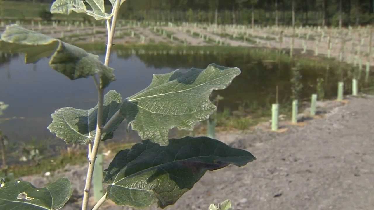 Il bosco di Formigosa diventa pi&ugrave; grande (Formigosa, 27/07/2013)