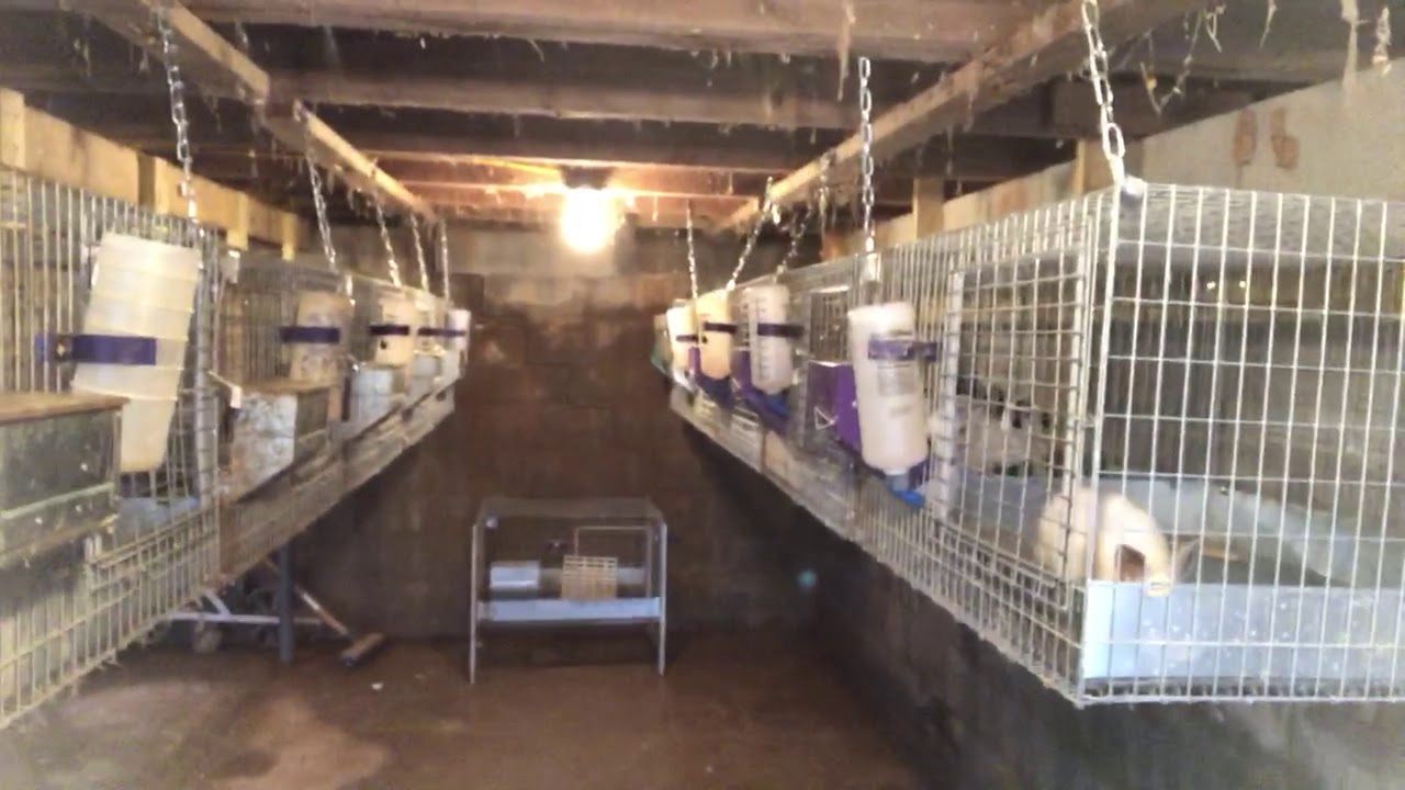 Rabbit Hanging Cages