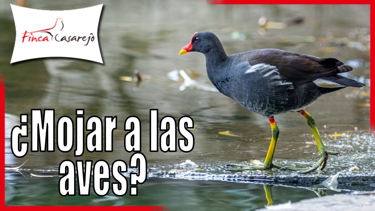 &iquest;Puedo mojar a mis aves de corral para refrescarlas?