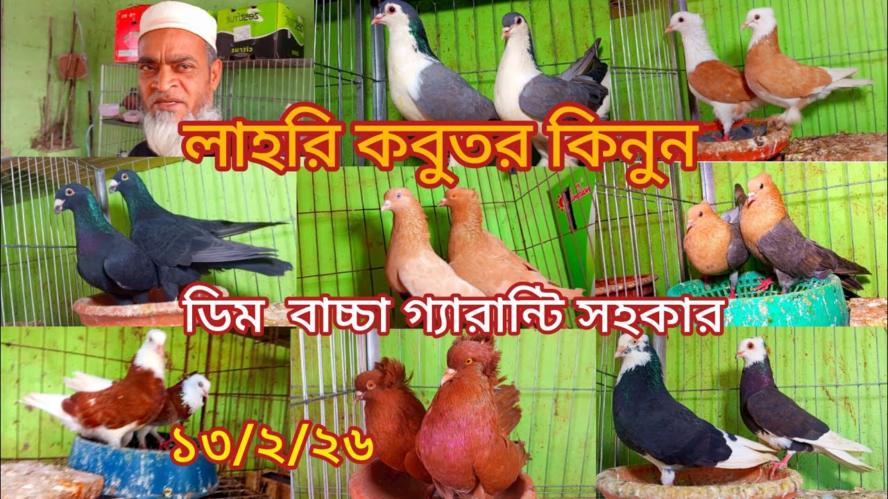 বাবু ভাইয়ের কাছ থেকে লাহোরী গোল্লা গিরিবাজ বিভিন্ন জাতের কালারিং কবুতর কিনুন 