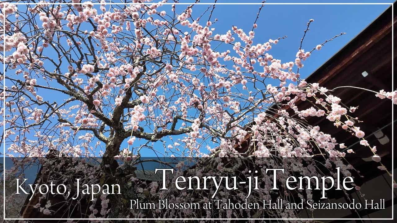 Enjoy Tenryu-ji’s plum blossoms, from weeping plums at Tahoden to Nishiyama Sodo.