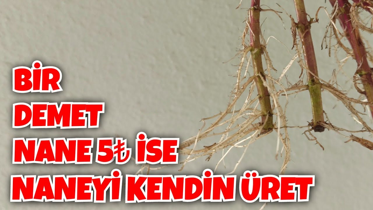 Bu Y&ouml;ntemle Nane Dalı Sa&ccedil;ak Sa&ccedil;ak K&ouml;klenir