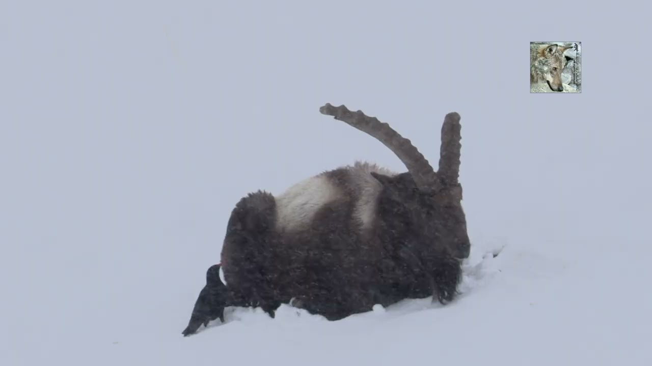 I gracchi approfittano della tormenta per nutrirsi dei parassiti dello stambecco Himalayano
