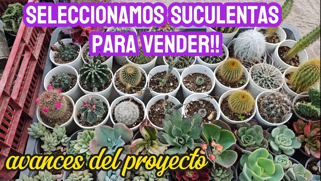 Trabajos suculentos #proyecto #suculentas 