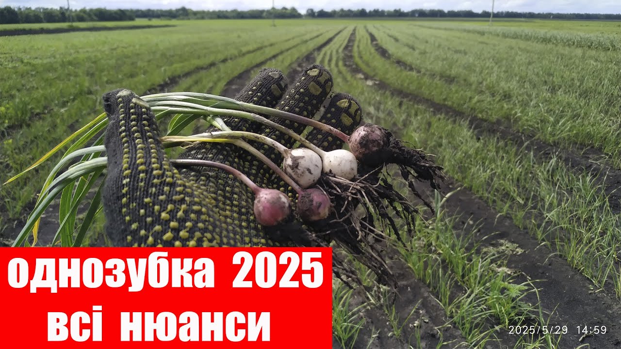 Стан повітряної бульбочки на 29 Травня)) Сіяв пшеницю, викопав абрикоси🤣🤣🤣