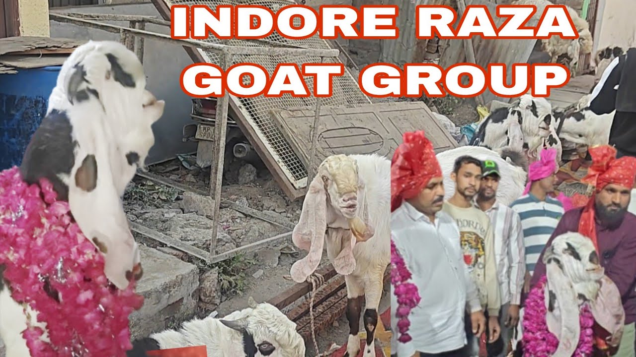 Raza GOAT GROUP INDORE 20 January 2026 sendhwa goats show taiyari #indorebakramandi 