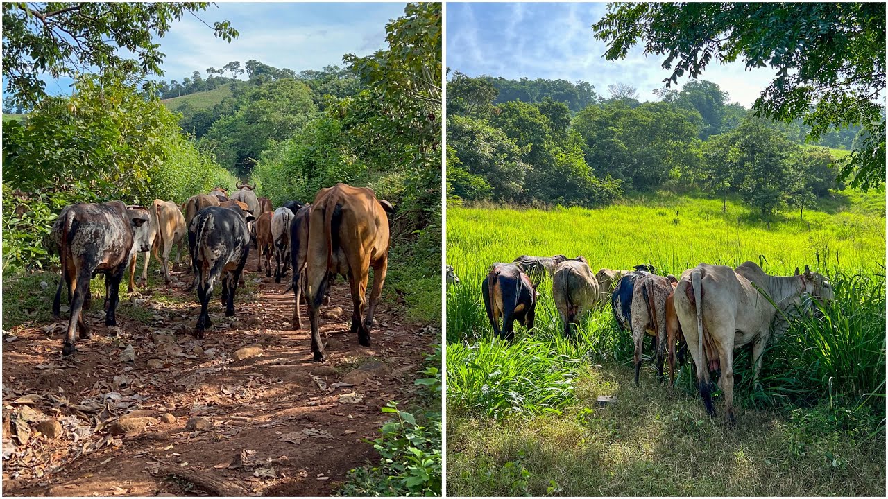 Nos llevamos a todas las vacas para la otra parcela así estaba el pasto 😍