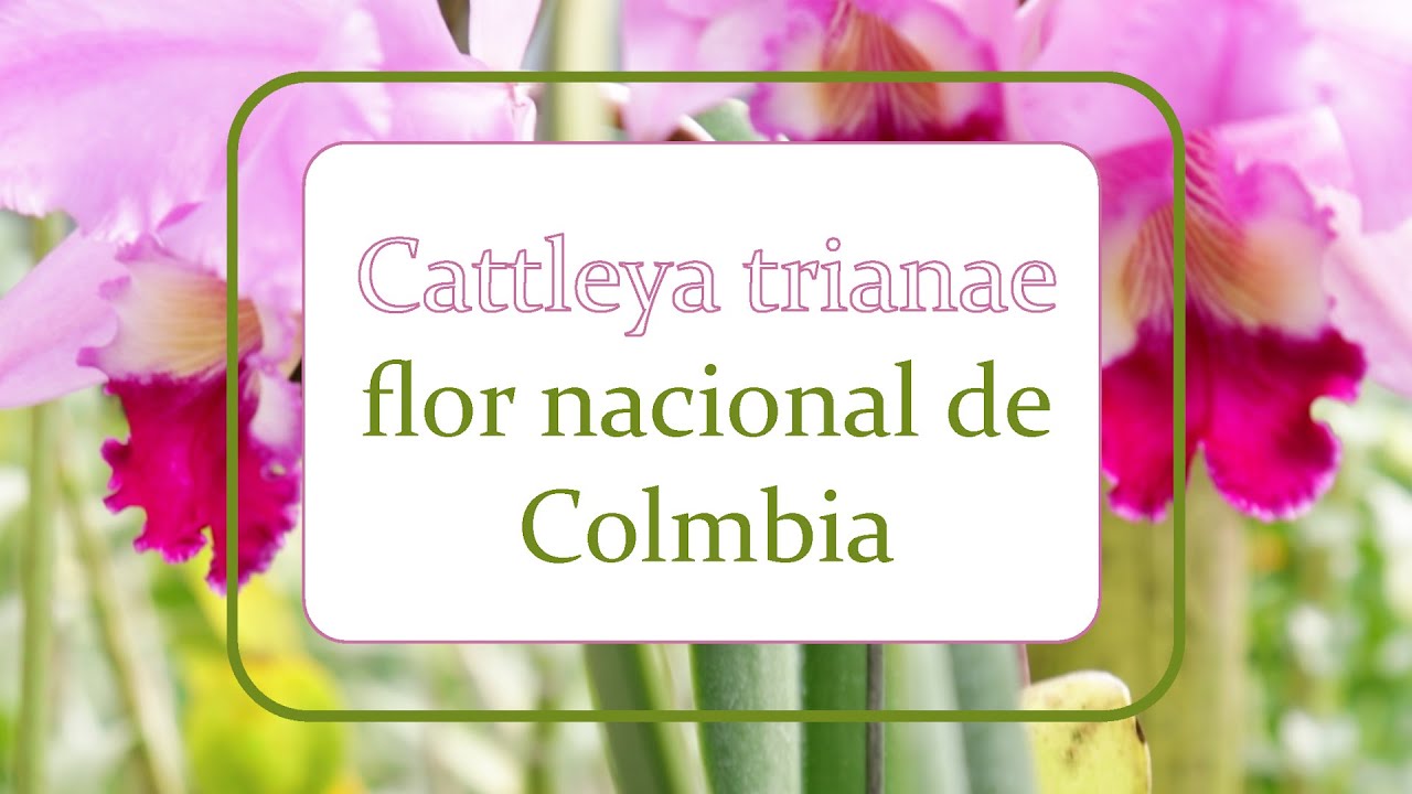 Cattleya trianae, flor nacional de Colombia | Alma del bosque