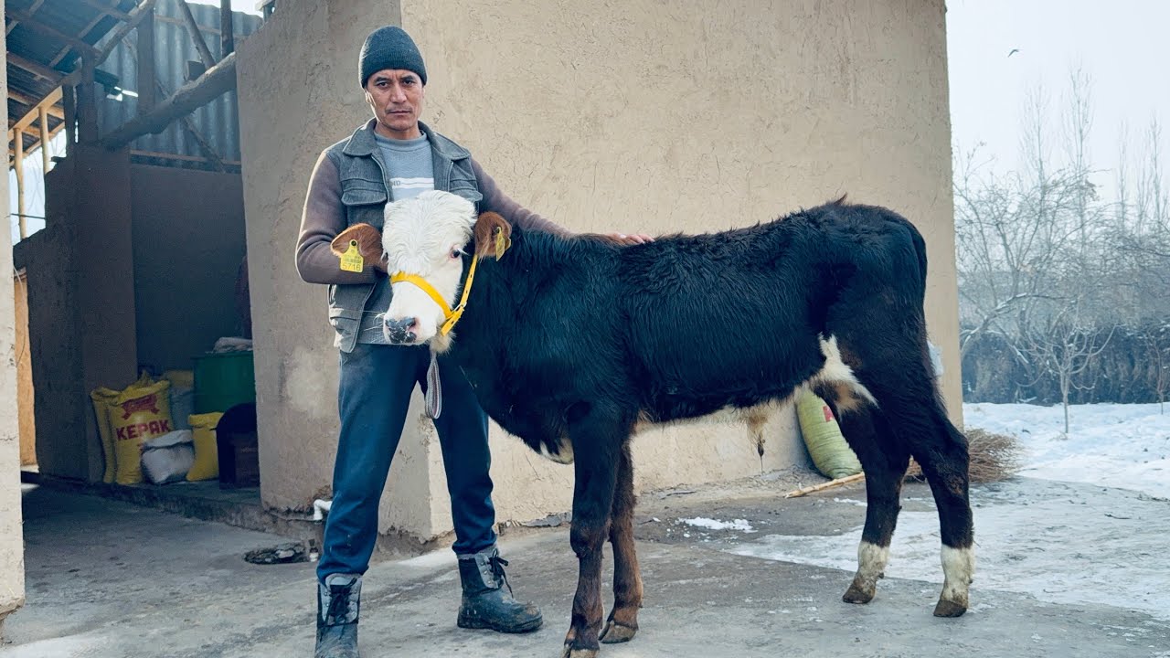 👁️45.BOSH BUQALAR YOSH VA YEMGA TAYOR JOYDAN BOZORDQN 500.ARZONIGA2026_01_26_yanvar.