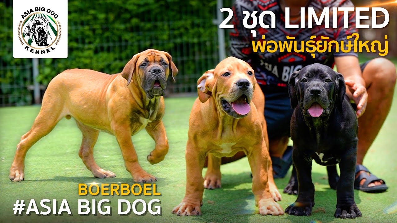 ลูกสุนัข BOERBOE: เมเนลิก 2 เดือนกว่า น่ารักขนาดนี้ห้ามพลาด!