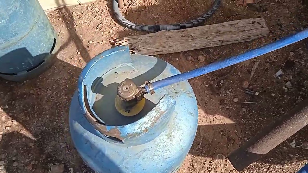 سقي الشعير بالطريقة التقليدية