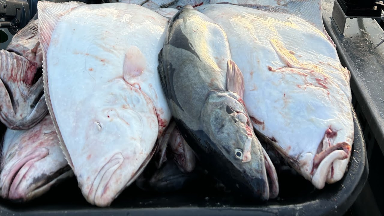 Neah Bay Halibut & Ling Cod Extreme Deepwater 2024