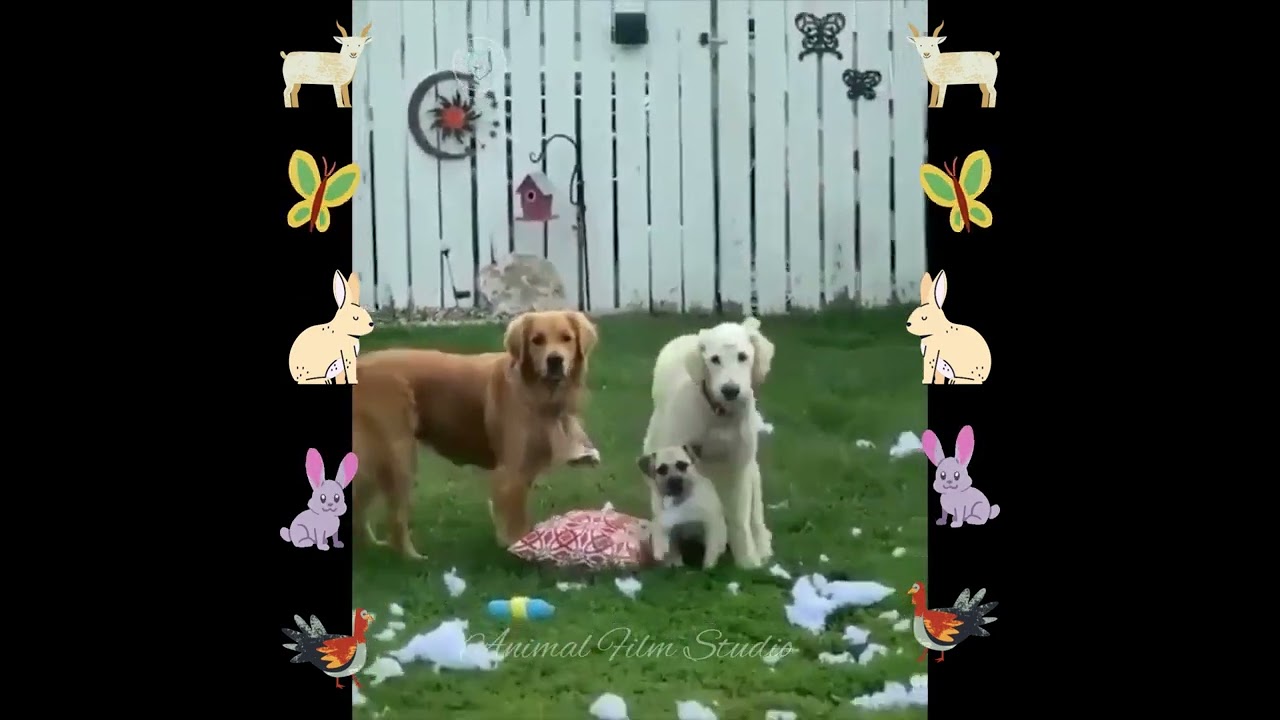 Funny Animal Videos For Laugh 🤣 - Funny Cats 😺 And Dogs 🐶  |  Animal Film Studio #16