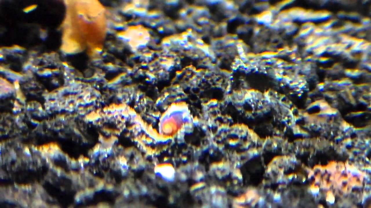 10G: Poso Rabbit Snail Breeding in Full Swing