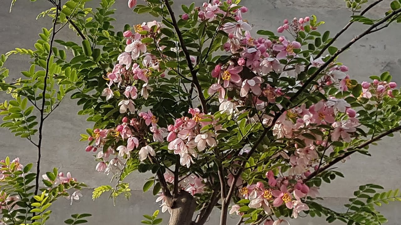 Cassia Nodosa | Cassia javanica | Pink Shower Tree