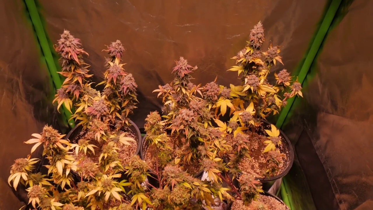 LEGAL LED CANNABIS HARVEST DAY!!!! INDOOR GARDENING