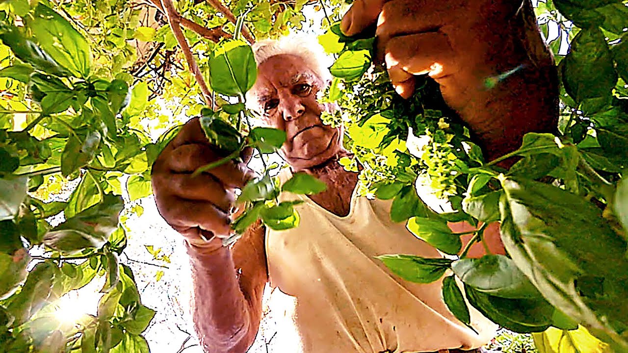 LE POTAGER DE MON GRAND PÈRE - Documentaire