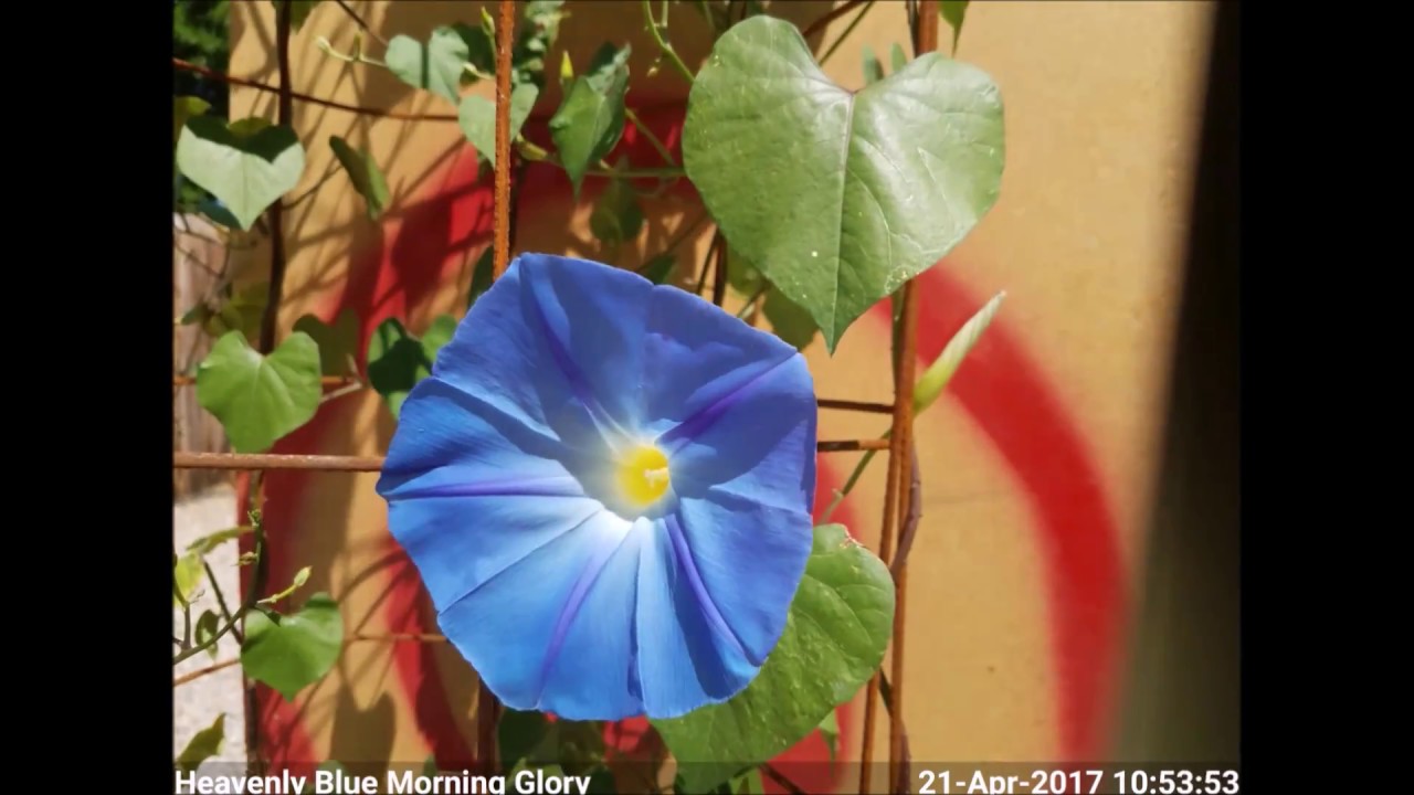 Heavenly Blue Morning Glory Blooming Time-Lapse
