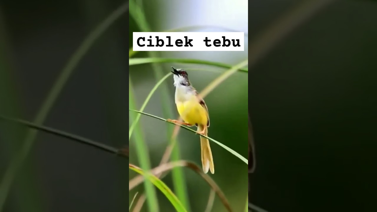 Burung ciblek Tebu #ciblek #burungunik #birds #kicaumaniabird #birdsounds