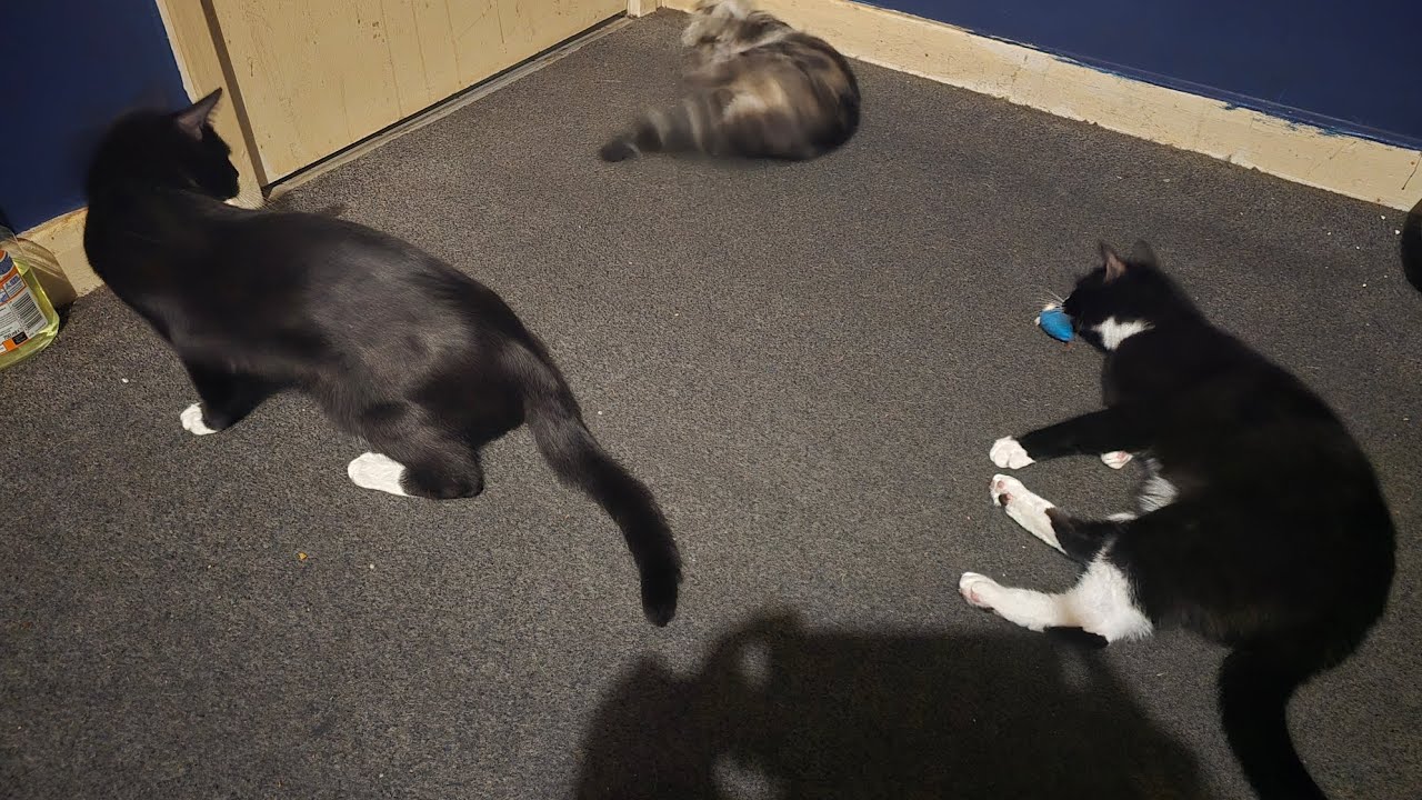 Cats ASMR QueenCindyTheCat & PrincessMilisaTheCat & PrincessKenziTheCat 