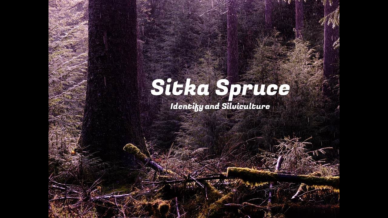 Sitka Spruce - Tree Identification, Forestry Management and Use