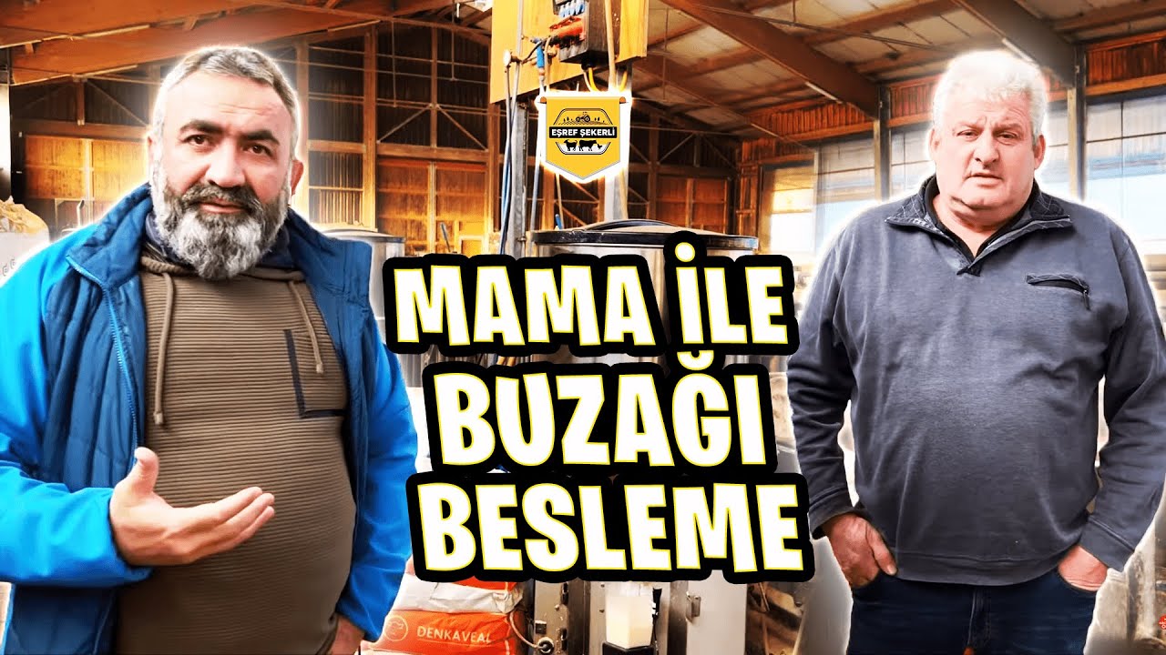 MAMA İLE BUZAĞI BESLEME AVUSTURYA | Eşref Şekerli