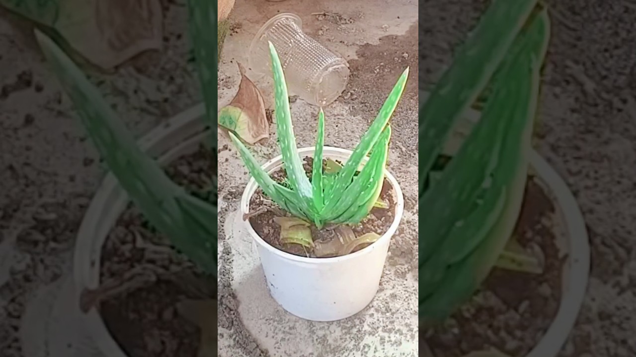 Aloevera plant growth hack 😱#plants #plantdevelopment #aloeveraplant #nature #shortsfeed