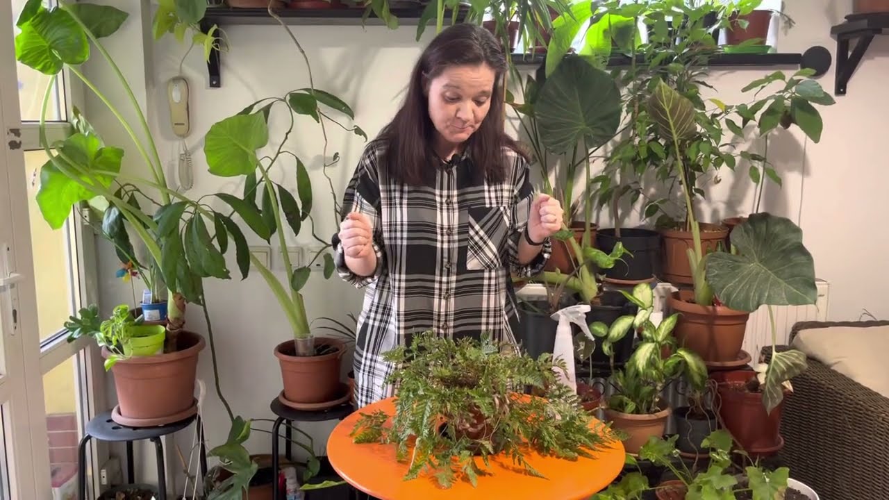 Plantele care purifica cel mai bine aerul: Ferigile #ingrijireaflorilor