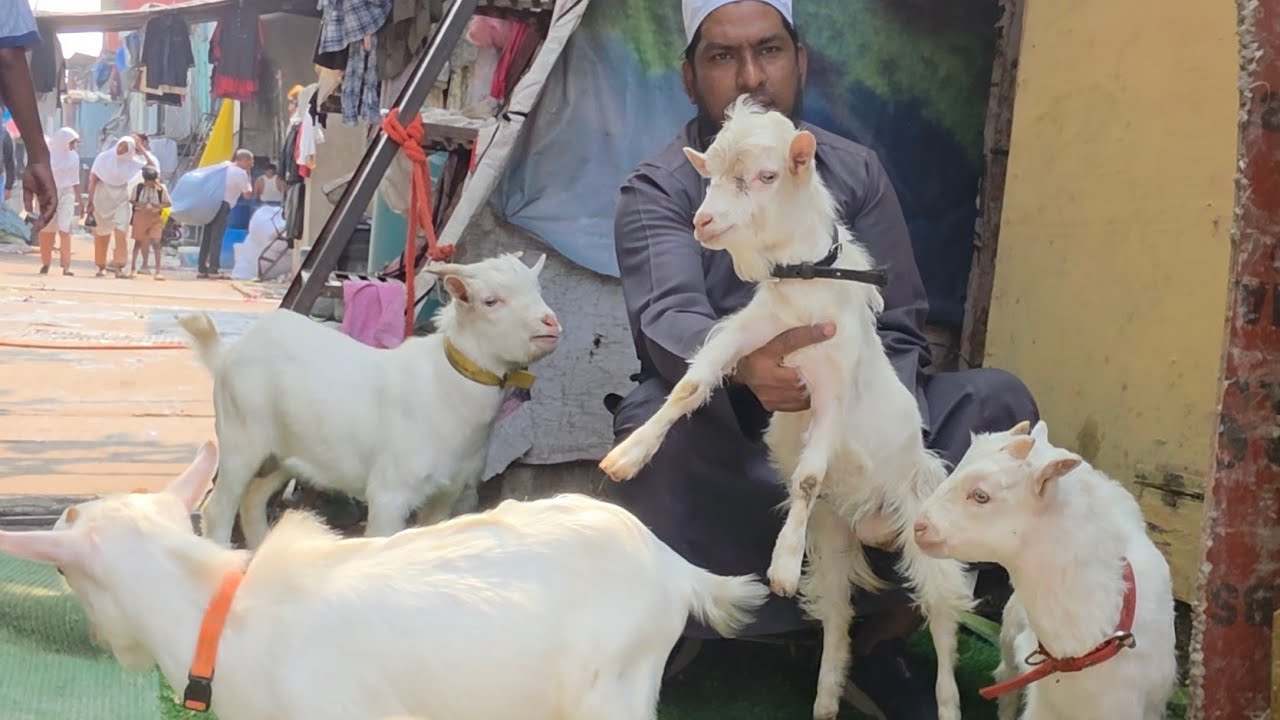 Saukh Ki Koi Seema Nahi | Bantam Ka Shandaar Collection | Shahfazal Bhai Bantam King Kurla Mumbai. 