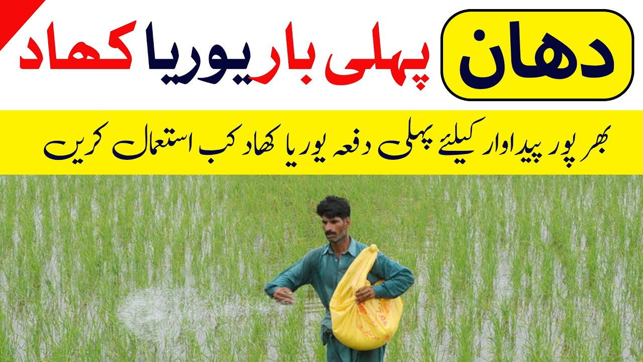 Urea Fertilizer for Rice Crop | First Time Urea for Rice | Importance of Urea Fertilizer