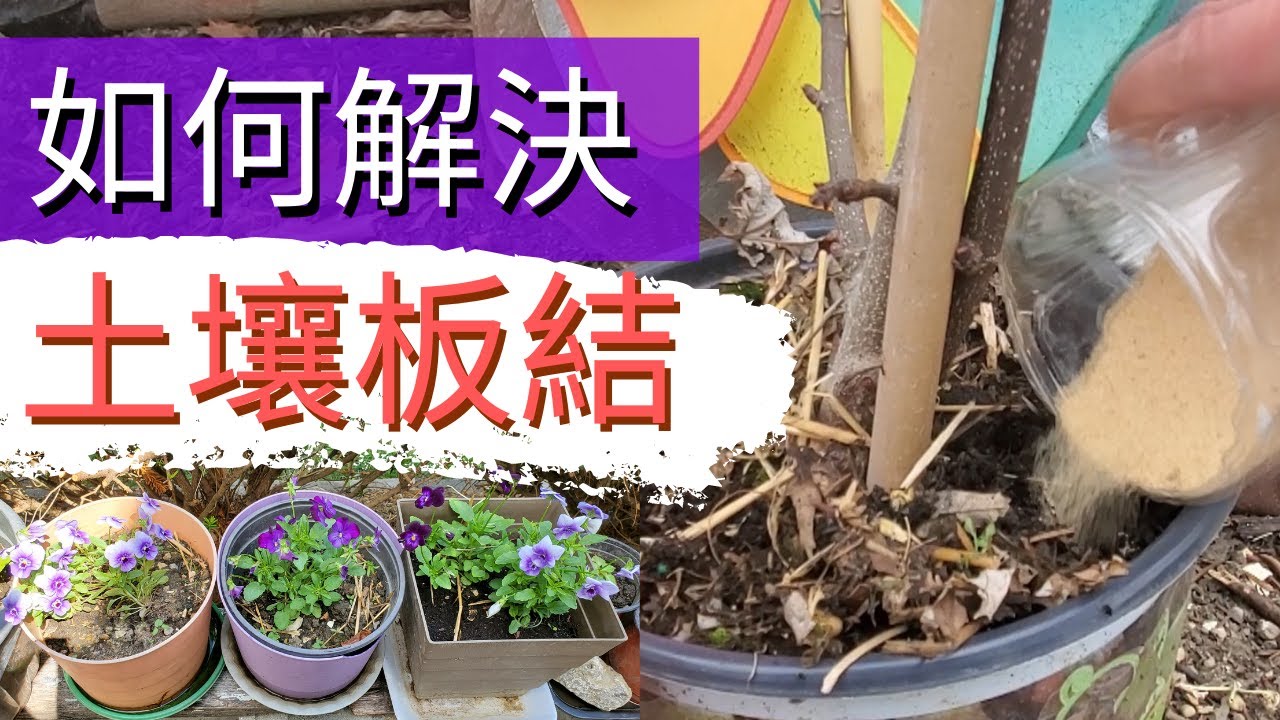 土壤板結【土壤粄結的原因和處理方法】如何讓盆土變疏鬆透氣【不用換土的改良方法】酵素水+澆水問題+蚯蚓糞+有機肥+撒沙子+淘米水+食用醋 (31)