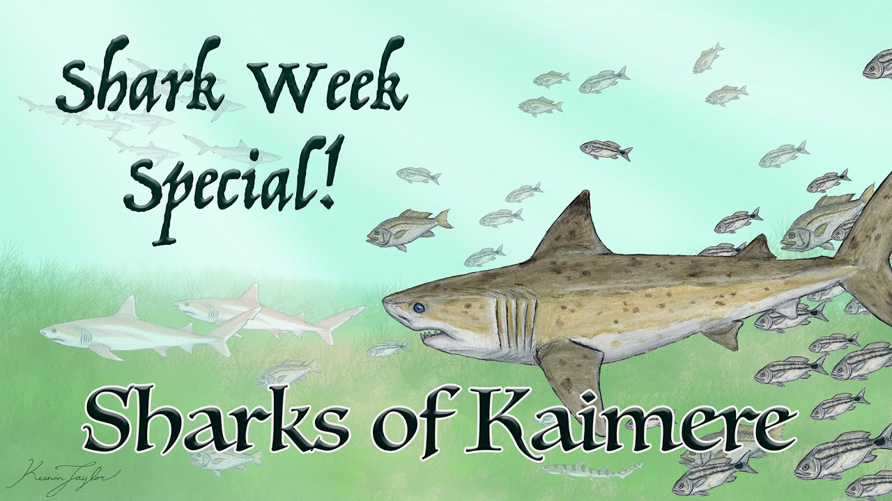 Shark Week Special! Sharks of Kaimere