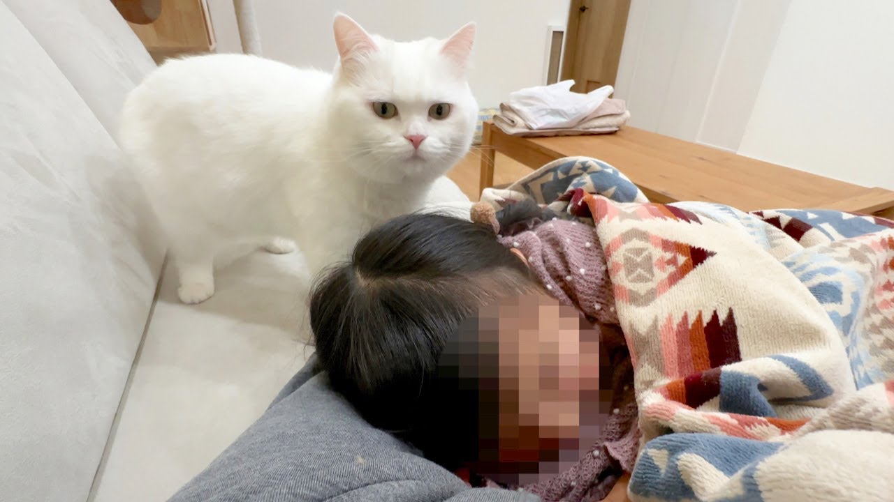 姪っ子と昼寝したら猫が嫉妬して修羅場になった…。