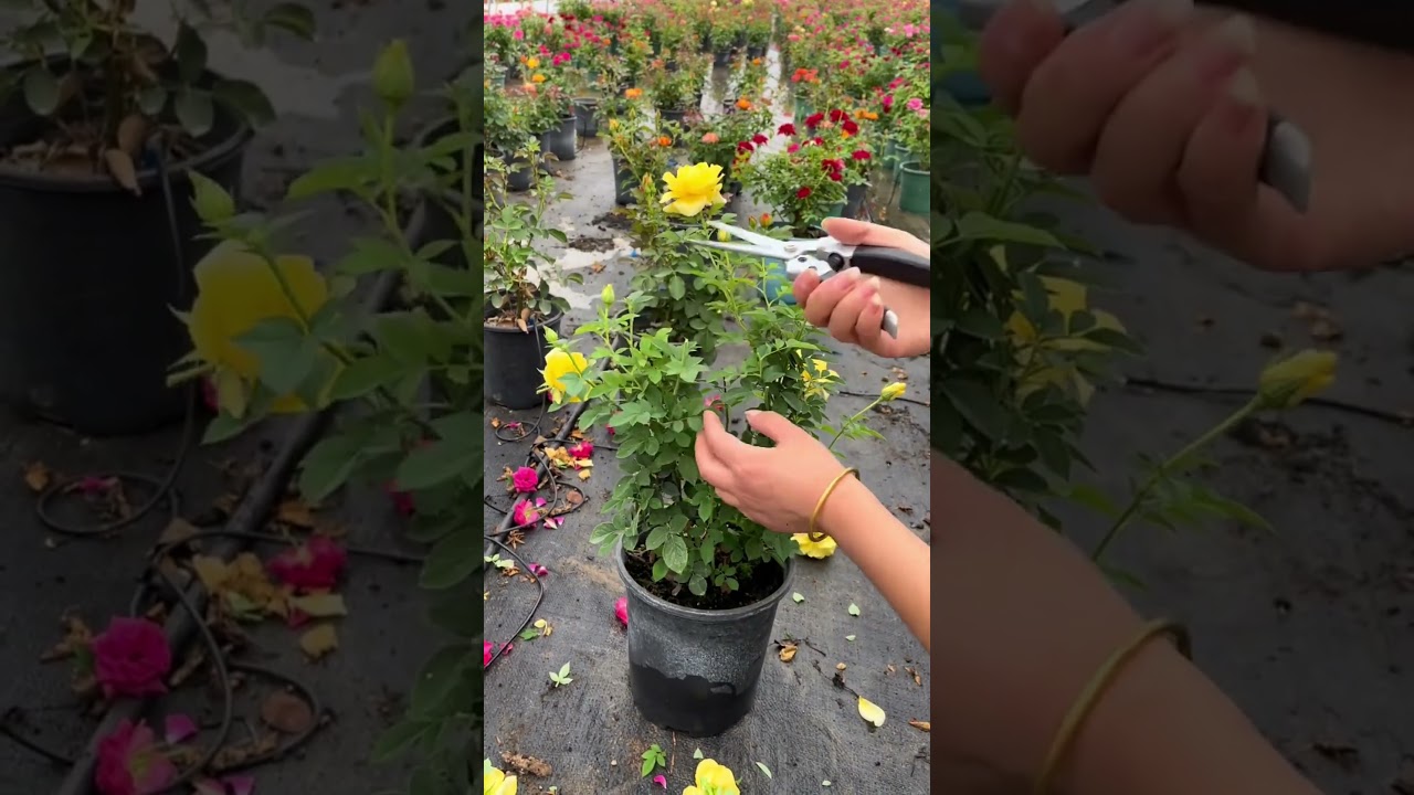 Prune roses blooms #gardening #flower #garden #mossrose #flowers