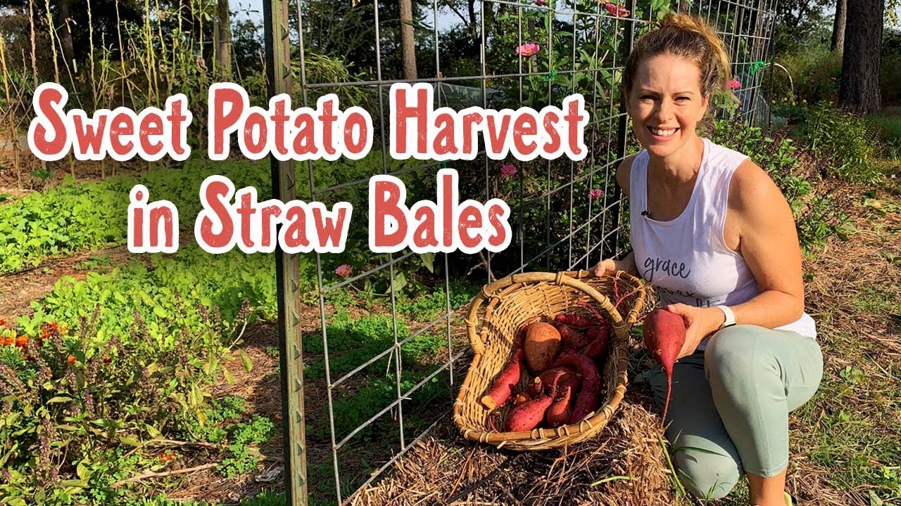 Sweet Potato Harvest in a Straw Bale Garden