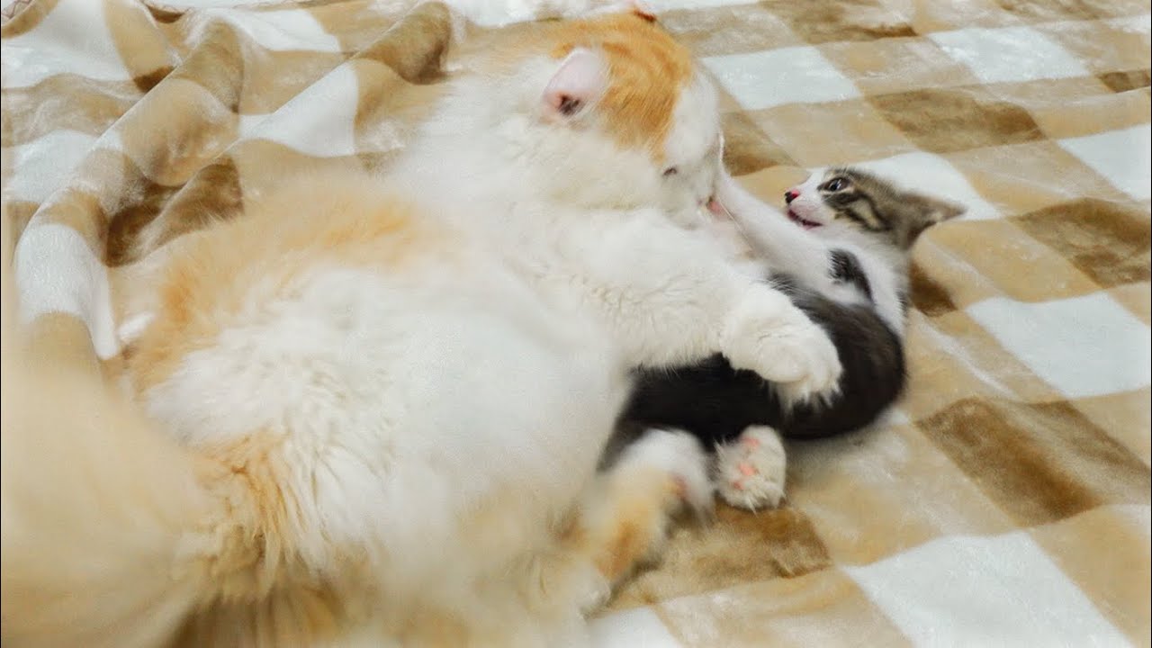How Does the Big Cat React to the Rescued Kitten's Mischievous Behavior?