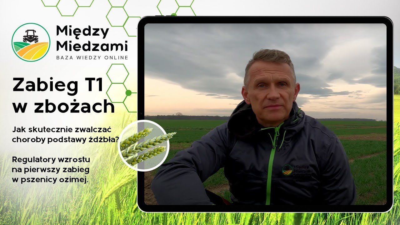 🎯Zabieg T1 w zbożach | Jak skutecznie zwalczać choroby podstawy źdźbła?