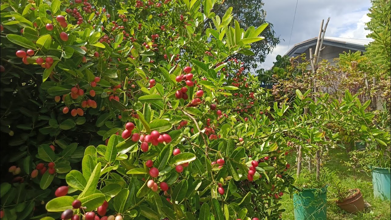 V#155  4,160 SQM.,HOUSE AND LOT FARM,BIG HOUSE ANDFULL OF FRUIT BEARING TREES @mr.excitementmixvlog