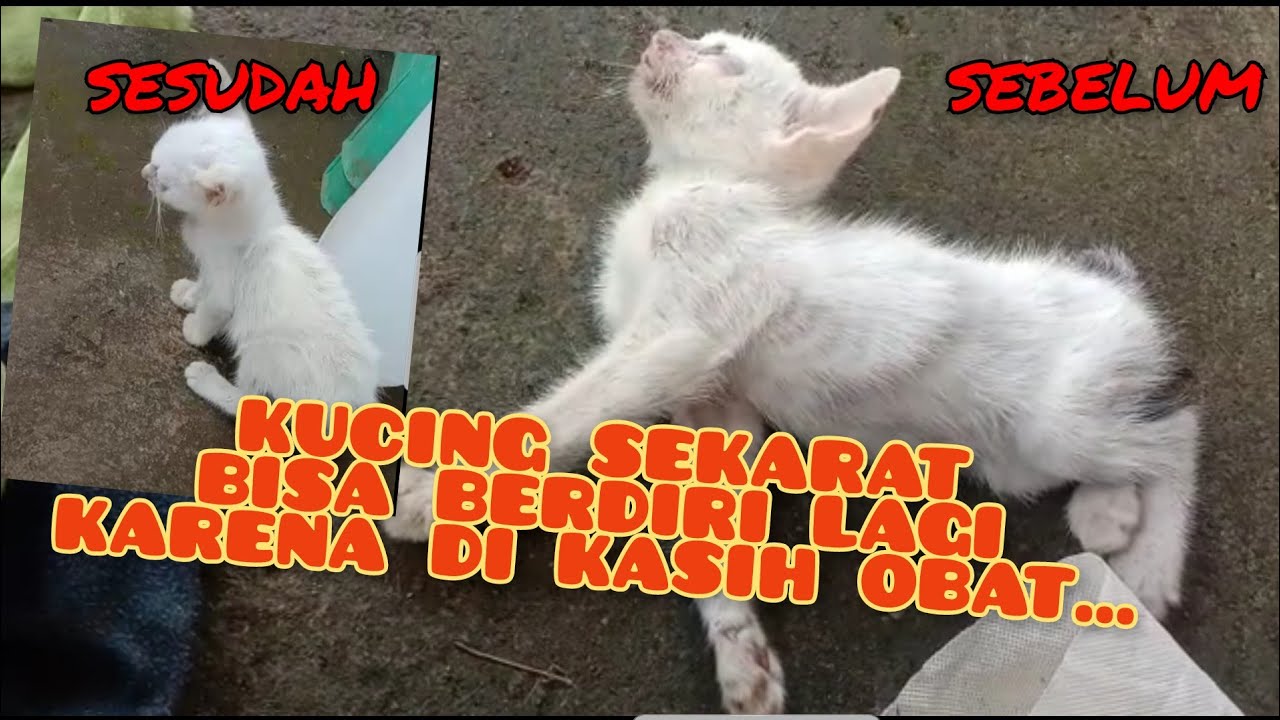 kucing sekarat bisa berdiri lagi setelah di kasih obat...