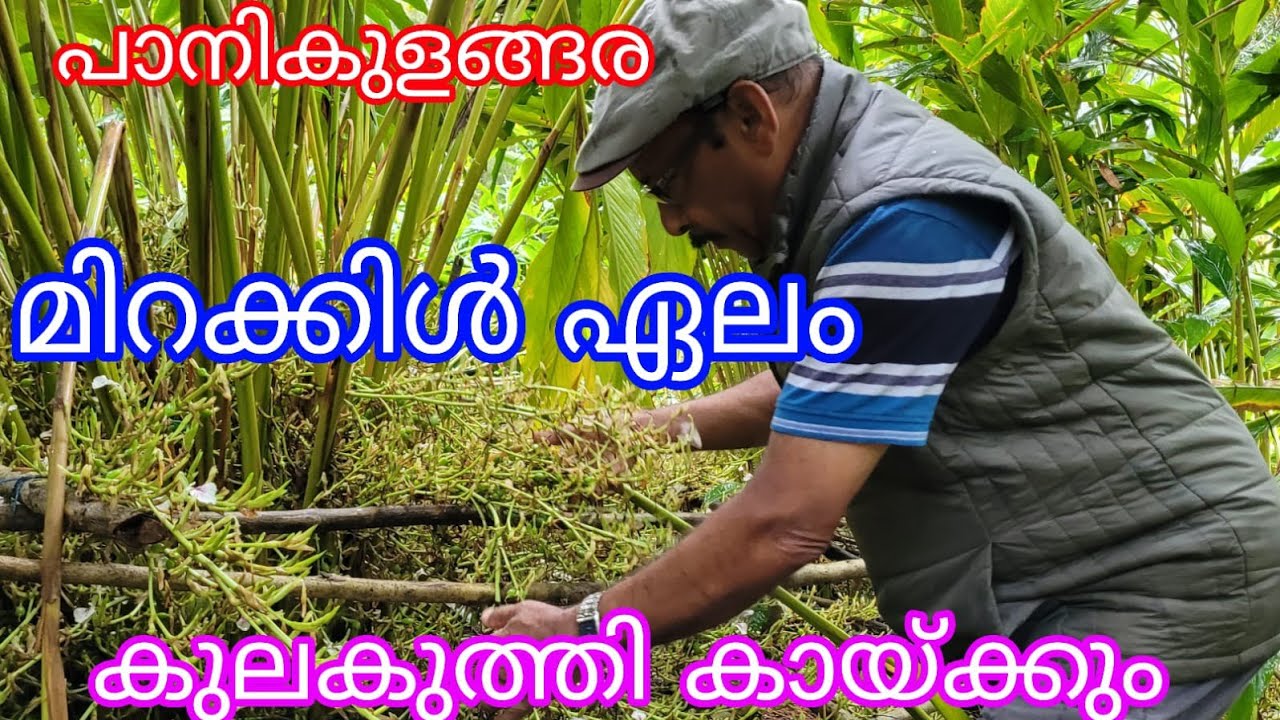 Miracale Cardamom#Joy Peter#Antony Muniyara Vlogs