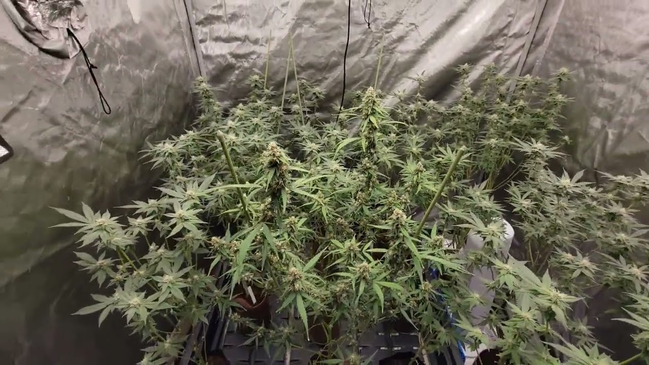 Ac infinity 5x5 grow tent set up..Wild Auto flower+2022 0utdoor Strain Hunt Day#26