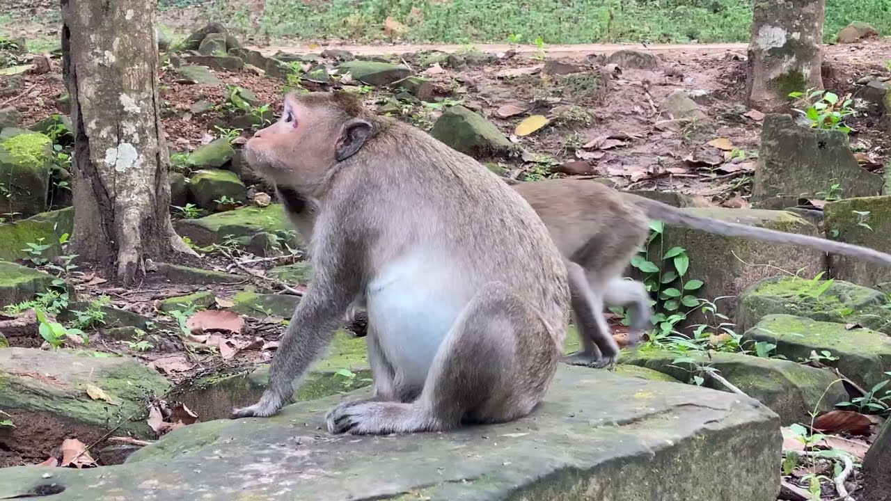 Monkey Free Time Activities 🐵✨ Family Fun You’ll Love to Watch!