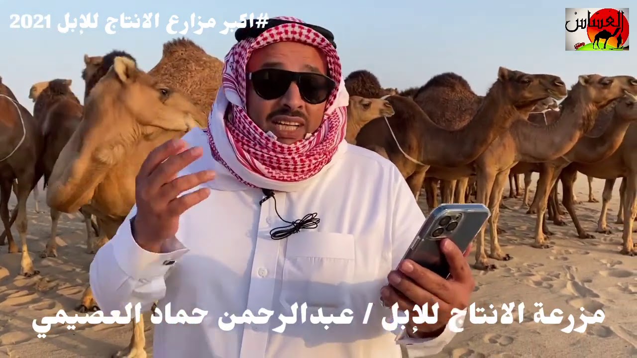 اكبر مزارع الانتاج للإبل في الساحل الغربي / عبدالرحمن العصيمي والشريف حسن بن قصبان والشريف مطلق 1442