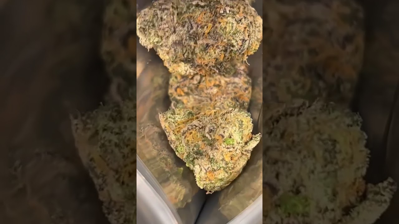 GINZU STRAIN BY DUBZ GARDEN! #ginzu #ginzustrain #dubzgarden #420 #cannabisstrains #cannabis