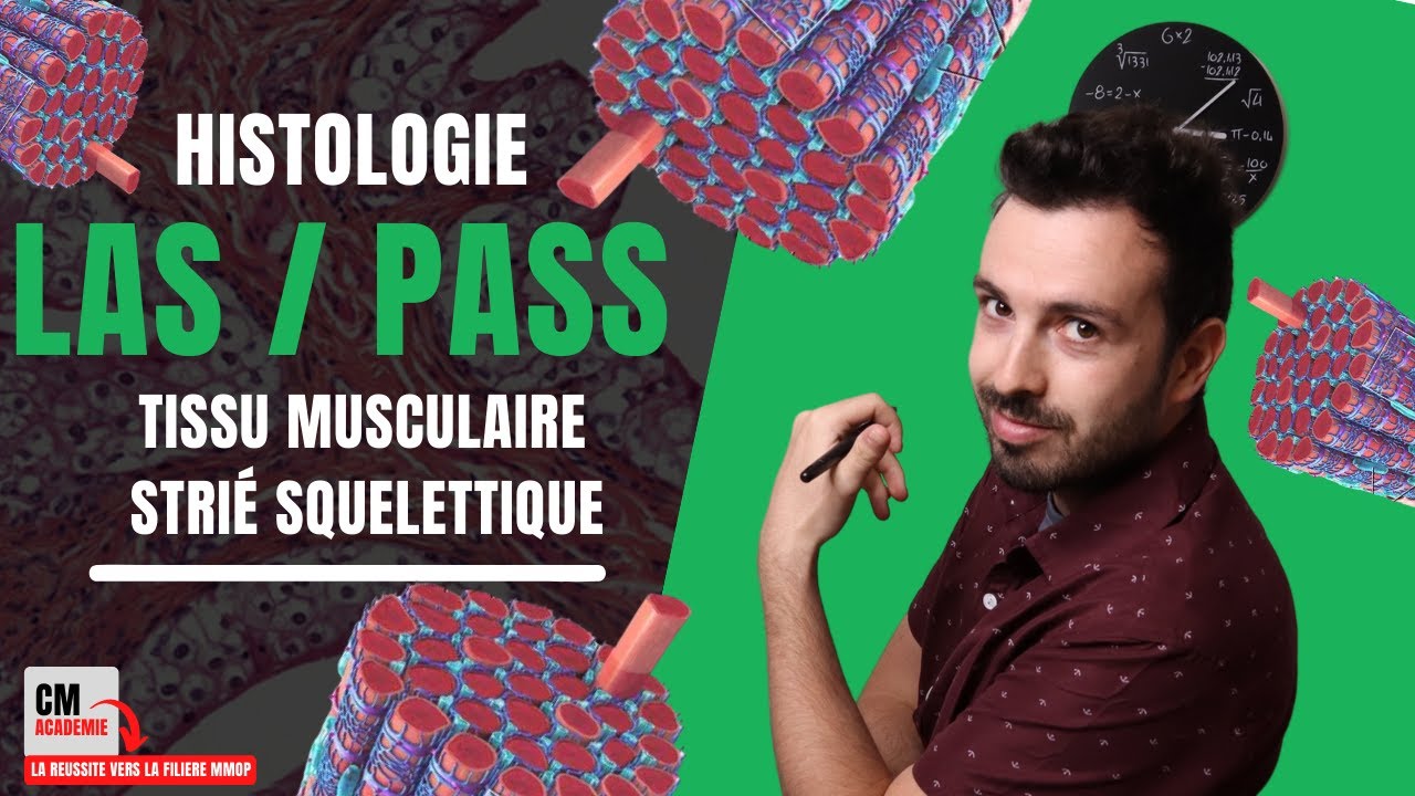 Le TISSU MUSCULAIRE STRIE SQUELETTIQUE : 💪 Rhabdomyocyte, Sarcolemme, myofibrille, fibre musculaire