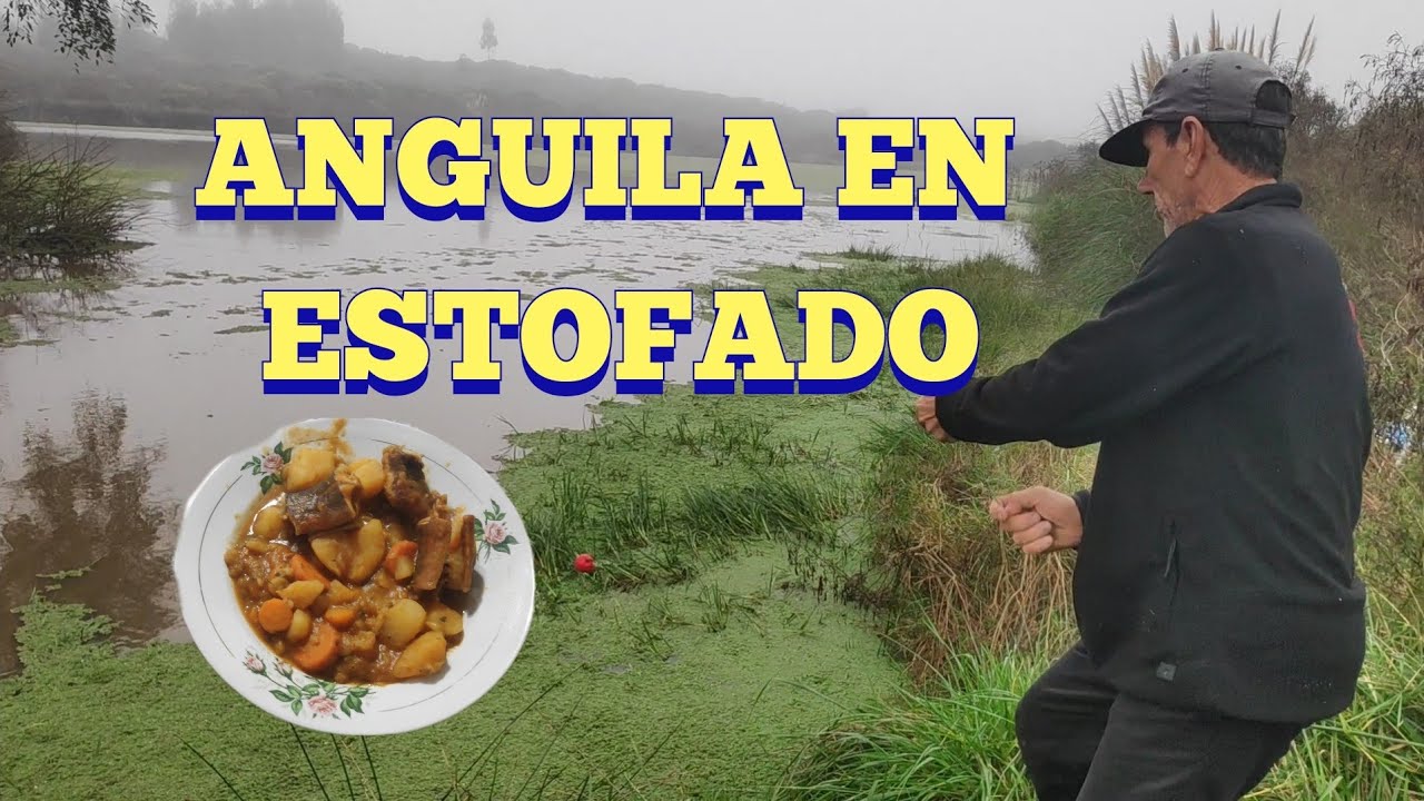 Pesca y estofado de anguila en Pesca en agua dulce
