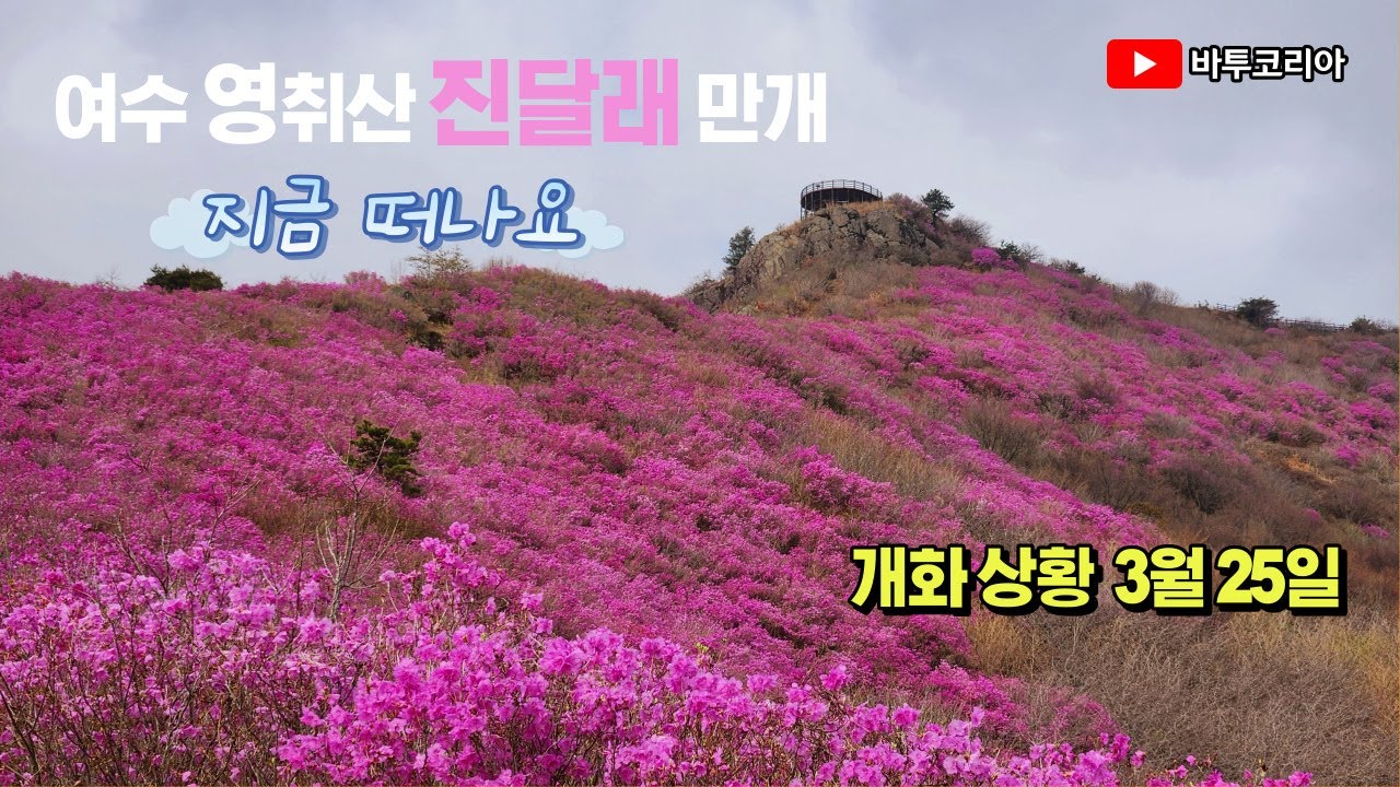 여수 영취산 진달래 만개 | 개화가 너무 빨라요 | 진달래 축제 기간 전에 가세요