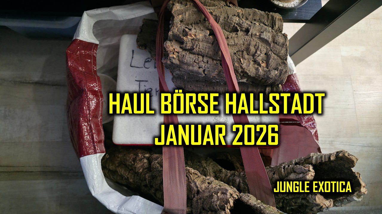 Haul von der Terraristik-Börse in Hallstadt | Januar 2026 | Jungle Exotica
